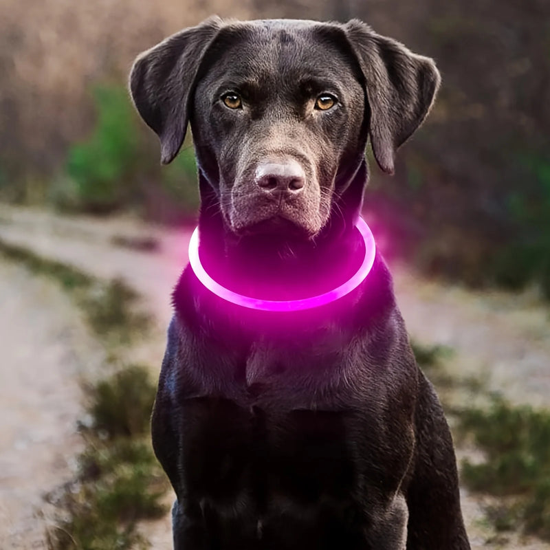 Coleira LED para Cão Pet, Luminosa, Antiperda, Coleira USB Recarregável para Cães